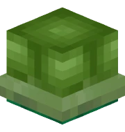 Dwarf Turtle Shelmet