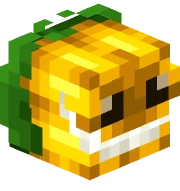 Sunflower Head