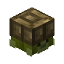 Turtle Pet